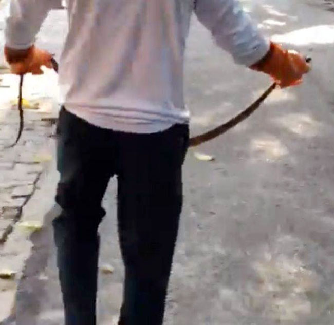 jila-sankut-hospital-snake