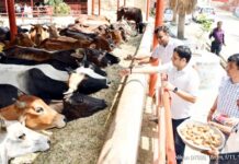 गोबर से निकलेगा सुनहरा रंग: गाजियाबाद में प्राकृतिक पेंट बनाने की तैयारी, सितंबर से लगेगा प्लांट
