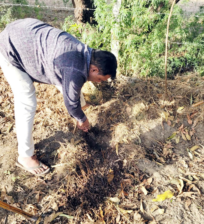 चुनावी सीजन में महुआ की शराब से महक रहे थे खेत, बगीचे एवं तालाब