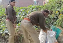 आबकारी विभाग ने शराब माफिया पर कसी नकेल: खेत में सब्जी के बीच छिपा रखी थी हरियाणा दिल्ली की शराब