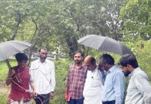 सेक्टर चाई थ्री में पेड़ों के काटने पर ग्रेनो प्राधिकरण का बड़ा ऐक्शन