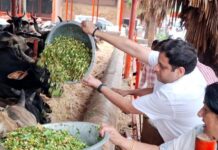 गौसेवा में आत्मनिर्भरता की नई इबारत: नंदी पार्क गौशाला बनी आदर्श मॉडल