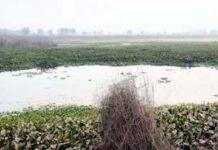 धनौरी में विकसित होगा 112 हेक्टेयर का बायो डायवर्सिटी पार्क, शहरी विकास और पर्यावरण का संतुलित संगम