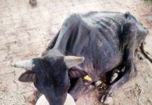 भीषण गर्मी में बेजुबानों के लिए नगर निगम बना सहारा, पशु-पक्षियों को पानी पिलाने की अपील
